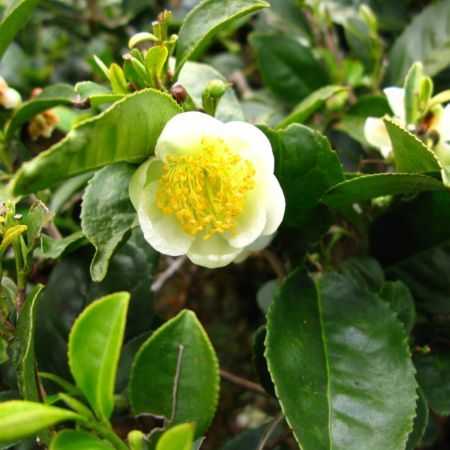 Camellia Seed Carrier Oil